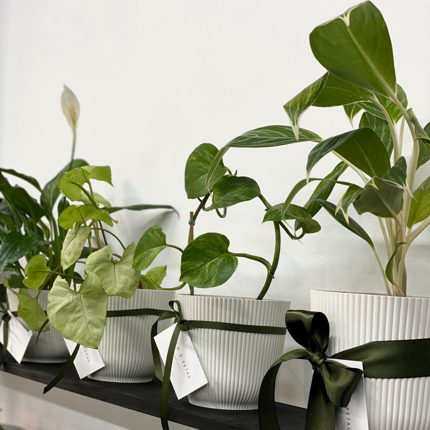 Houseplants for delivery in New Plymouth