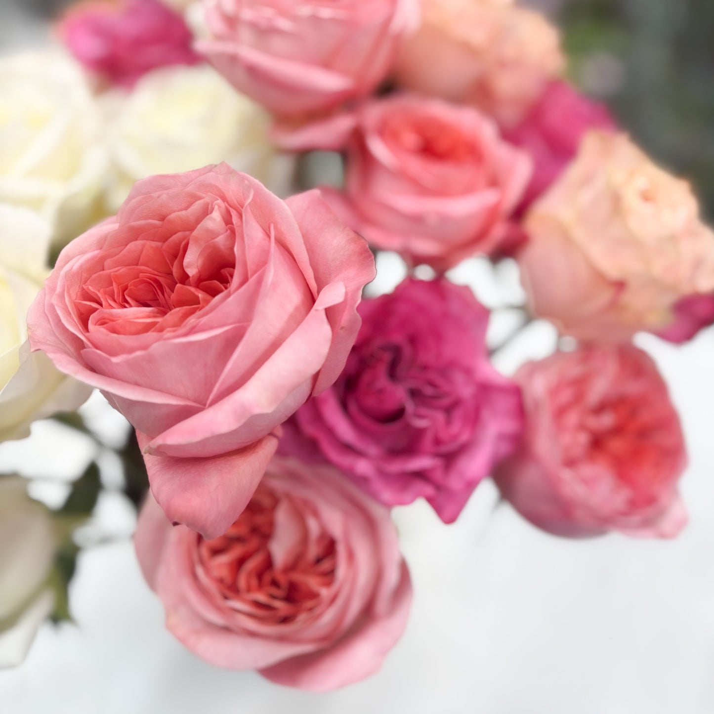 Close-up of pink and red roses on a white background